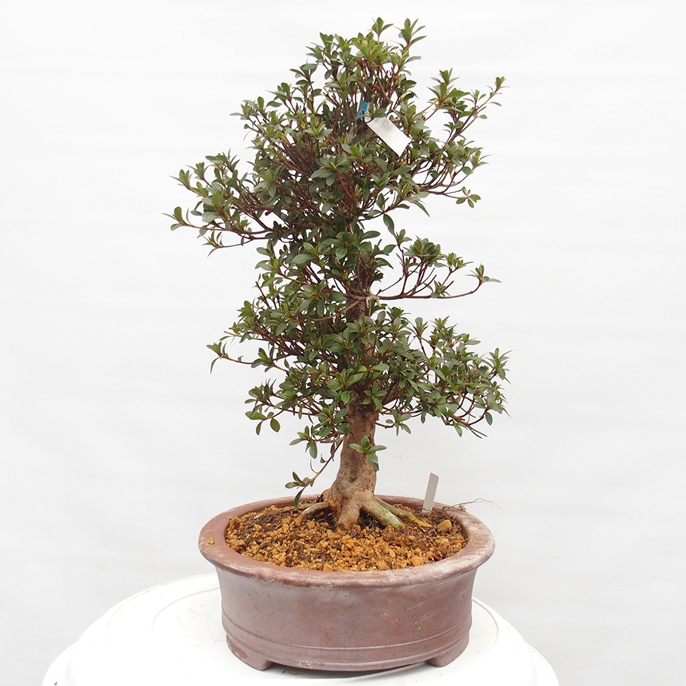 Bonsai für draußen - Japanische Azalee - Azalee Hanatsuzuri