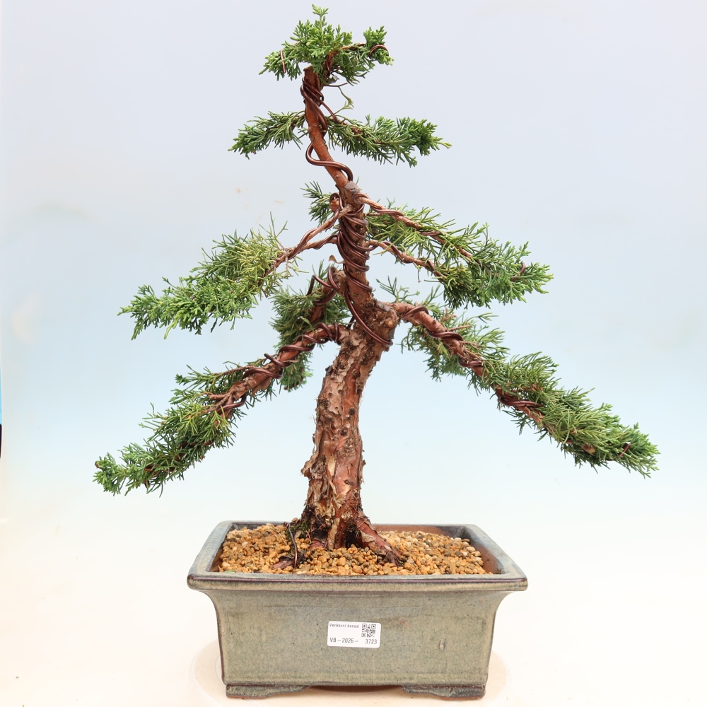 Bonsai für draußen - Juniperus chinensis Kishu