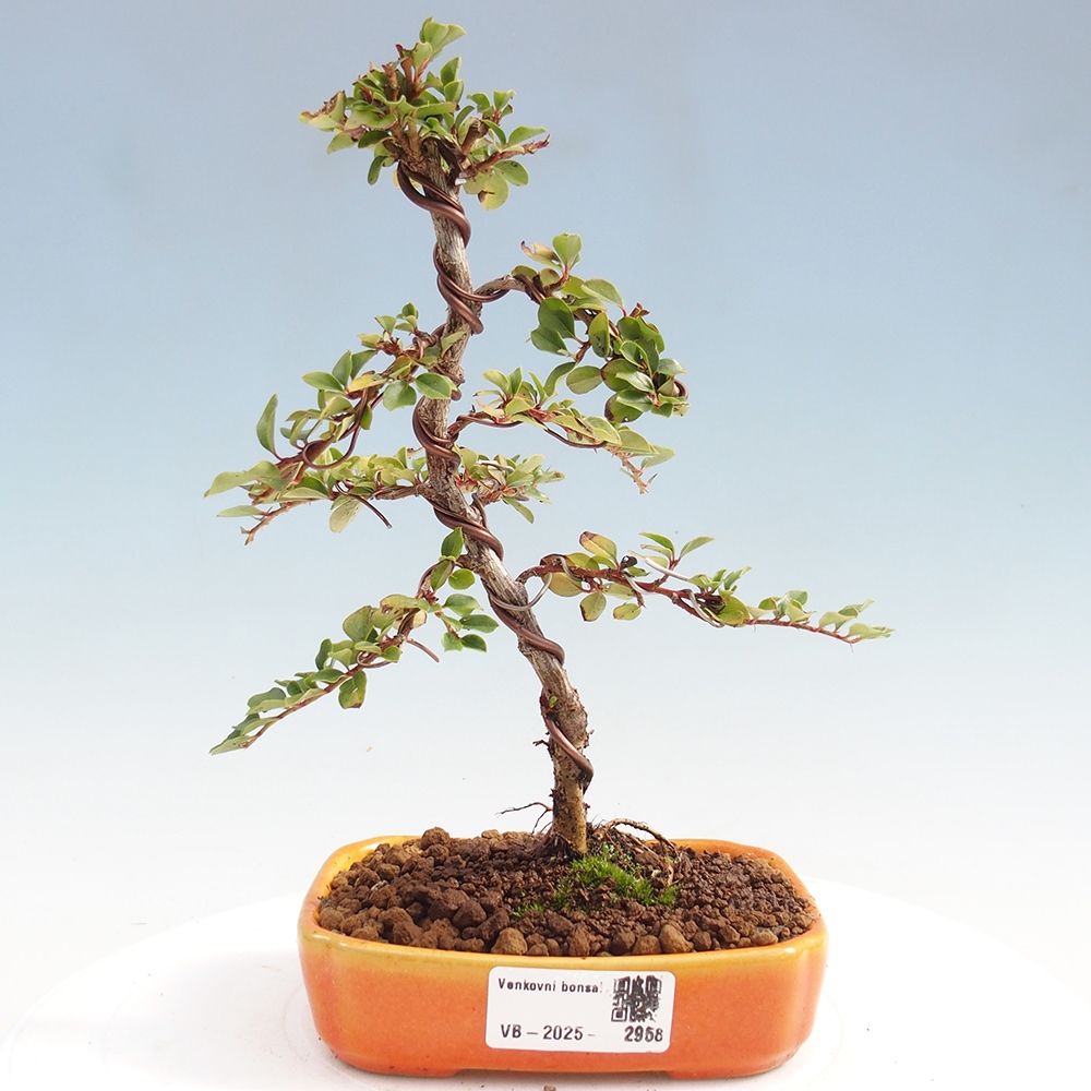 Bonsai für draußen - Cotoneaster horizontalis - Rocky Mountain