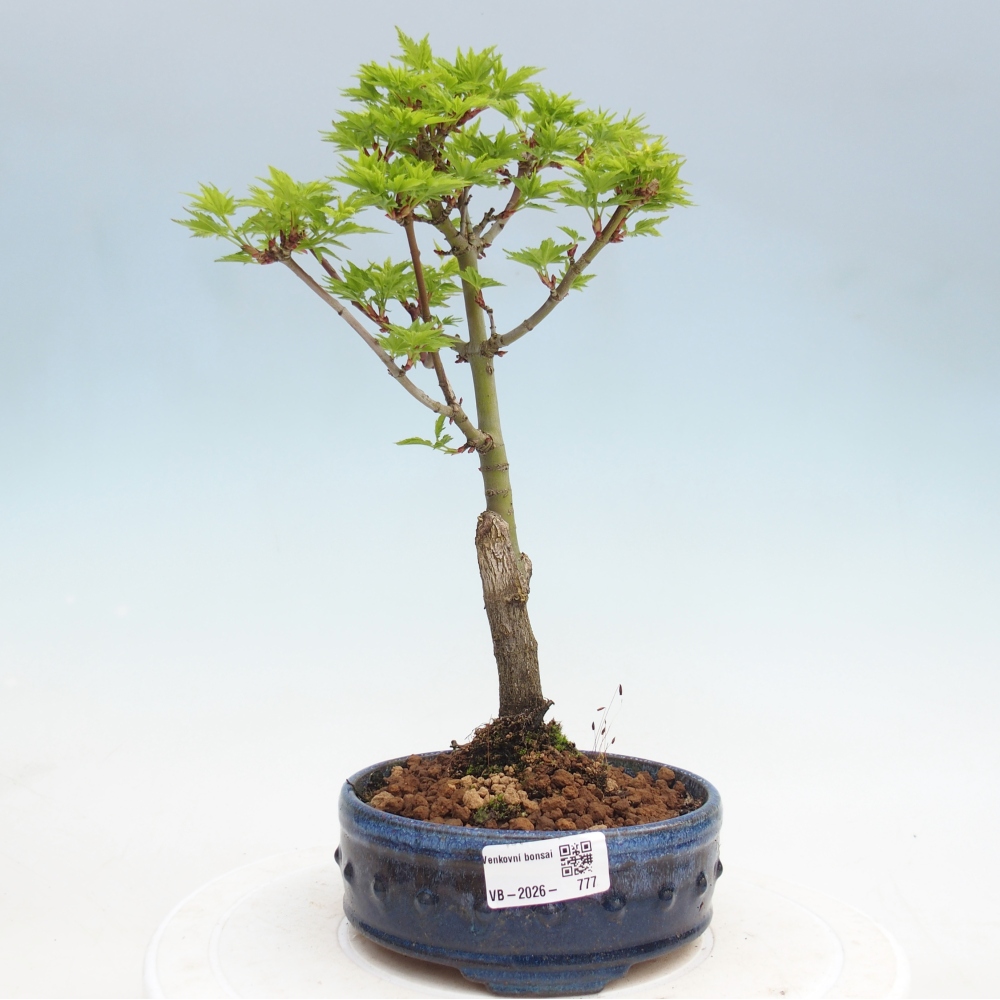 Bonsai für draußen -Javor-Palme Acer palmatum Shishigashira