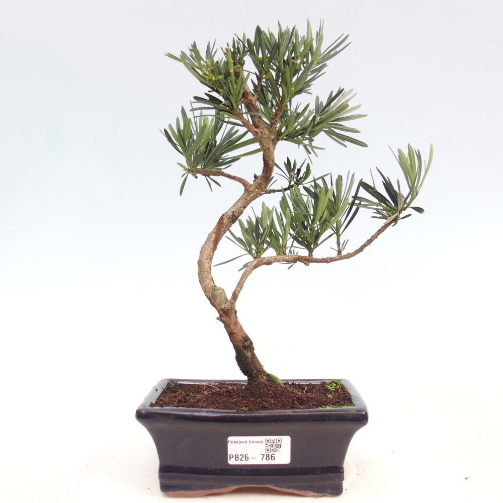 Zimmerbonsai - Podocarpus - Stein-Eibe