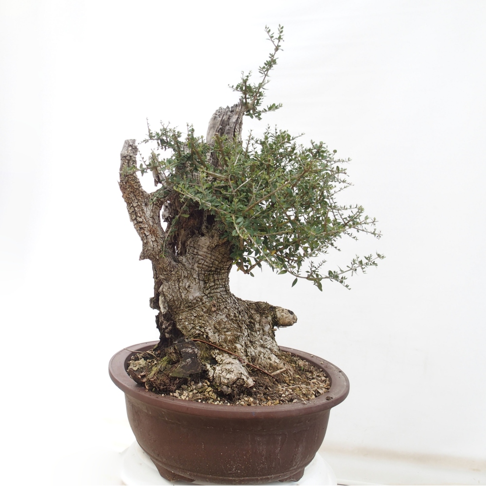 Zimmerbonsai - Olea europaea sylvestris