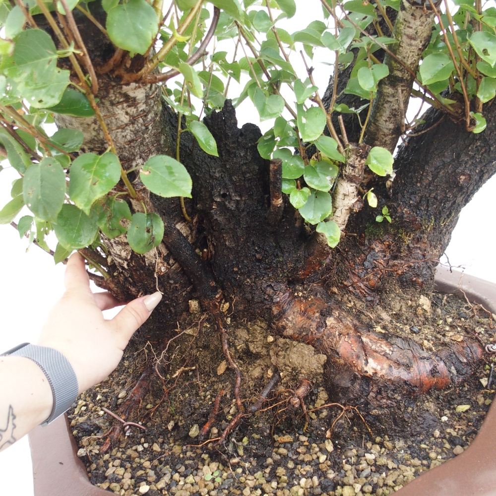 Bonsai für draußen - Mahalebka - Prunus mahaleb