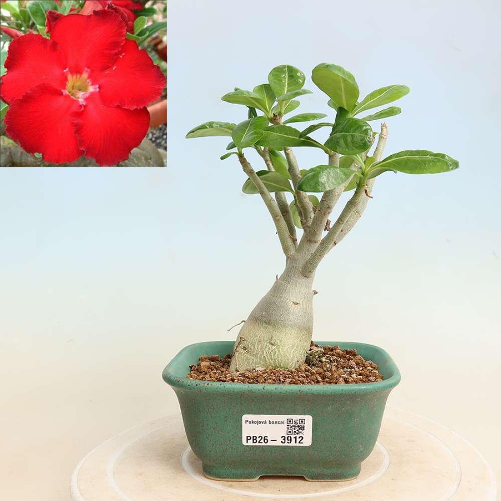 Zimmerbonsai – Adenium obesum „Red Star“ – Wüstenrose