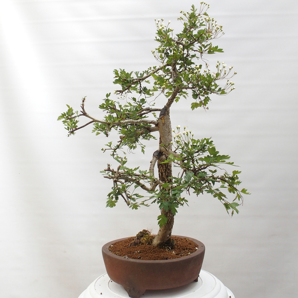 Bonsai für draußen - Weißdorn - Crataegus monogyna
