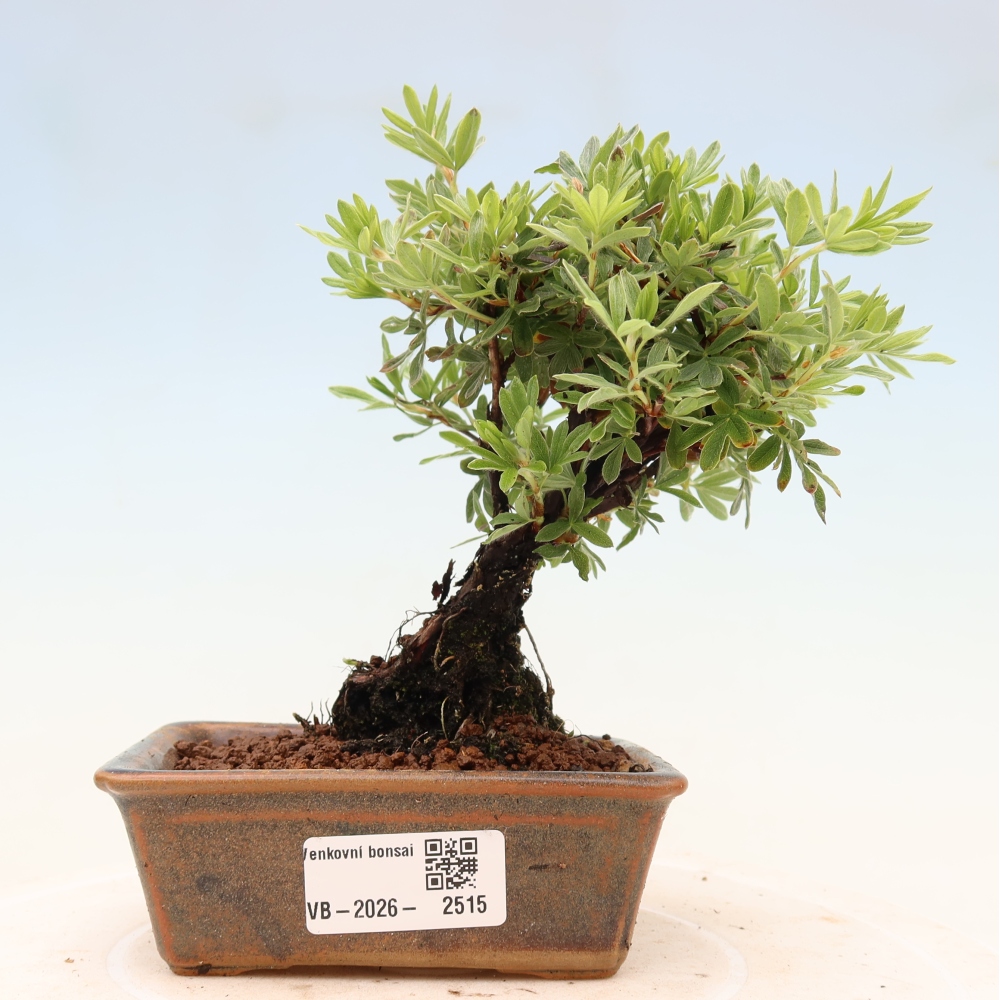 Bonsai für draußen - Potentila fruticosa