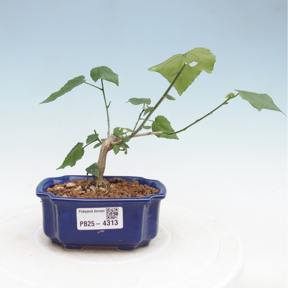 Zimmerbonsai - Malvaviscus arboreus