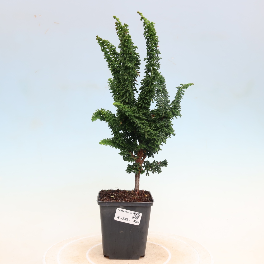 Bonsai für draußen - Cham. obtusa SEKKA HINOKI - Zypresse