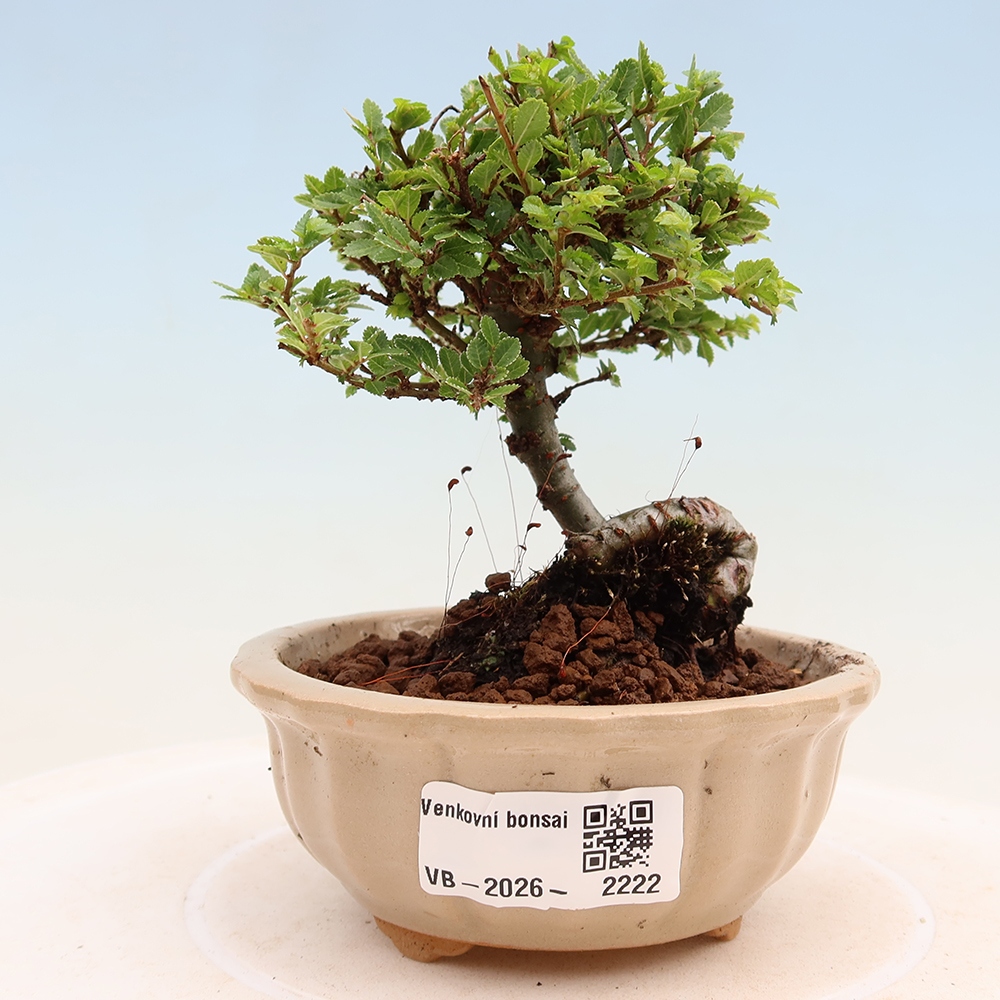 Bonsai für draußen - Ulmus parvifolia Sagei - Kleinblättrige Ulme