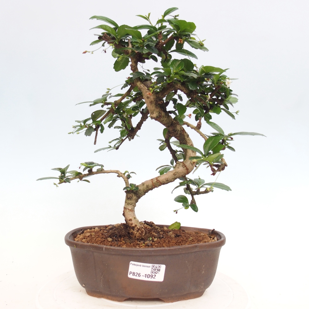 Zimmer-Bonsai - Carmona macrophylla - Tee-Fuki