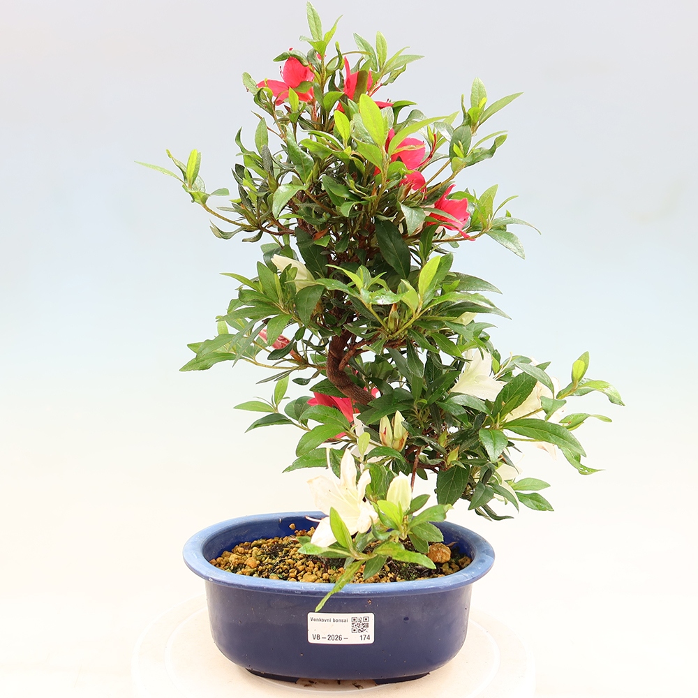 Bonsai für draußen - Japanische Azalee - Azalee CHIHIRO
