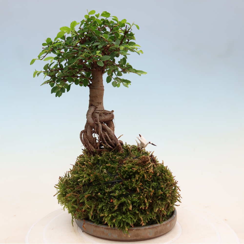 Kokedama mit Untersetzer – Ulmus parvifolia – Kleinblättrige Ulme