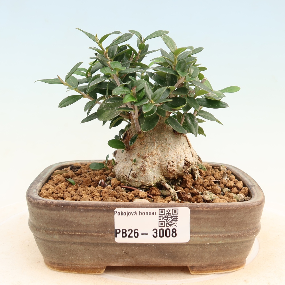Zimmerbonsai - Olea europaea sylvestris