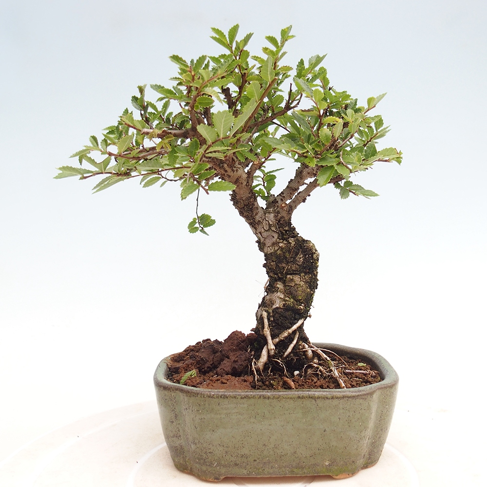 Bonsai für draußen - Zelkova - Zelkova NIRE