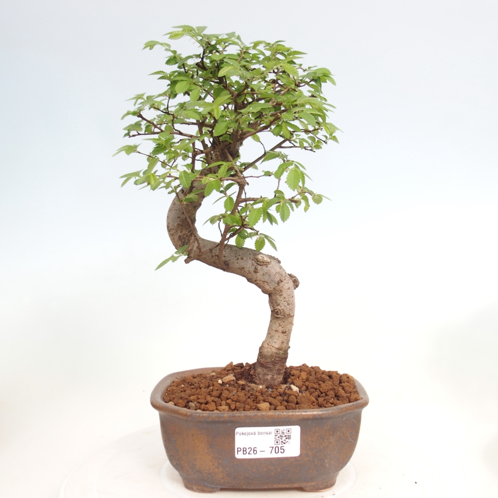 Zimmerbonsai - Ulmus parvifolia - Kleinblättrige Ulme