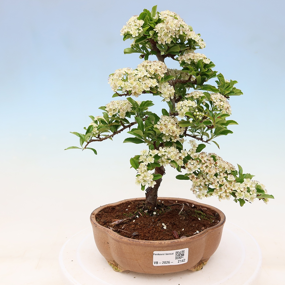 Bonsai für den Außenbereich – Pyracantha teton – Feuerdorn