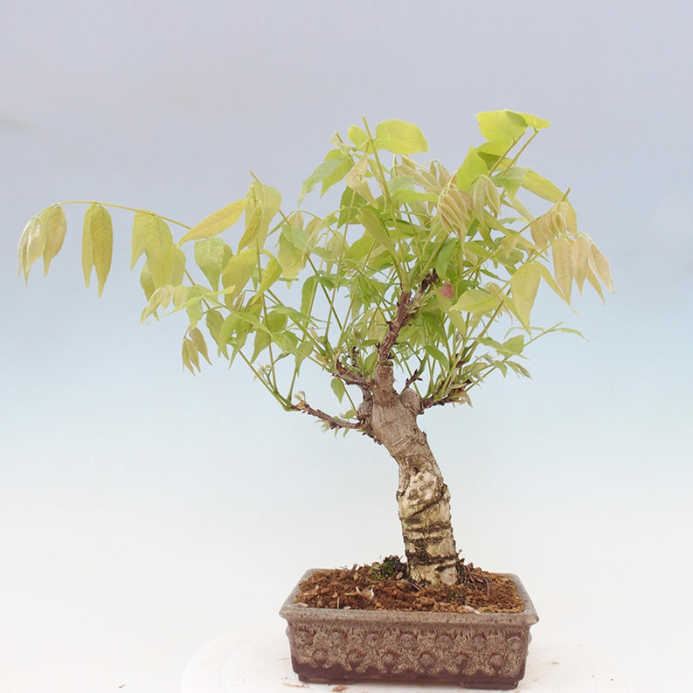 Bonsai für draußen - Wisteria floribunda