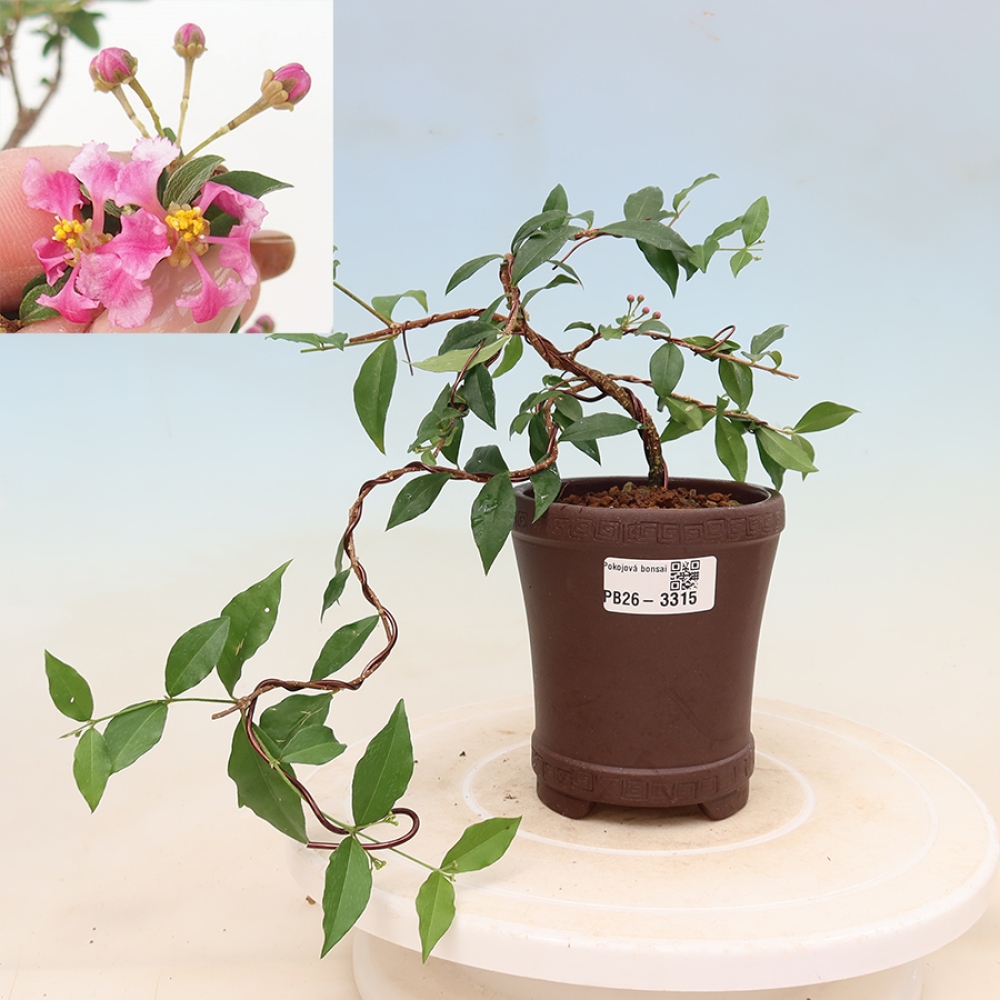 Zimmerbonsai – Barbados-Kirsche (Malpighia glabra) 