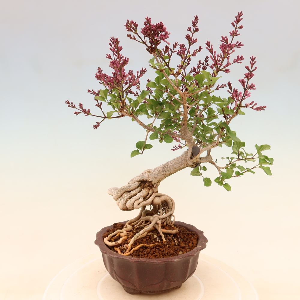 Bonsai für draußen - Syringa microphylla - Kleinblütiger Flieder