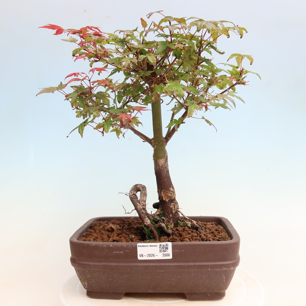 Bonsai für draußen - Acer palmatum DESHOJO