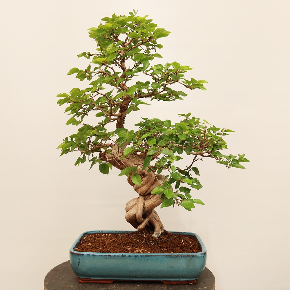Bonsai für draußen - Karpinus Coreana - Koreanische Hainbuche