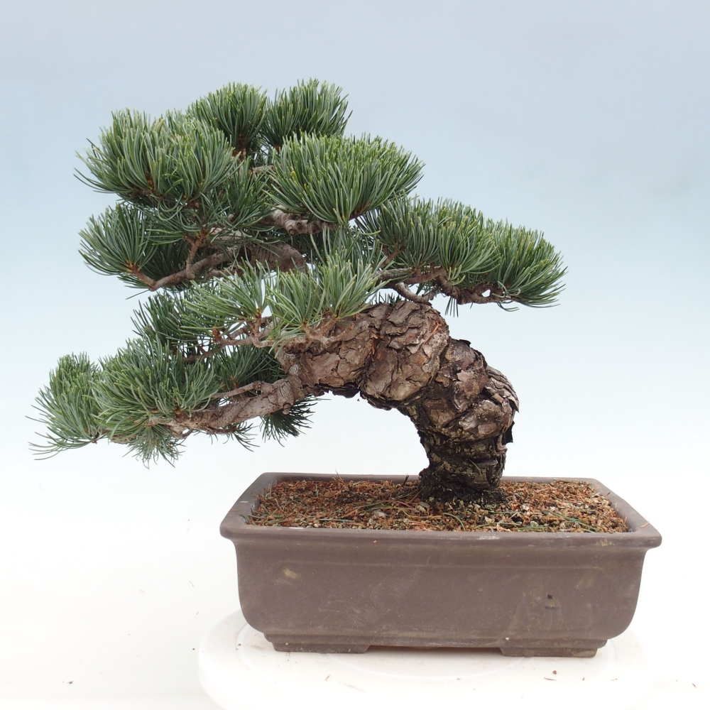 Bonsai für draußen - Pinus parviflora - Pinus parviflora