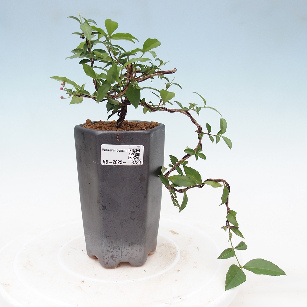 Zimmer Bonsai - Malpighia coccigera- Barbdor Kirsche