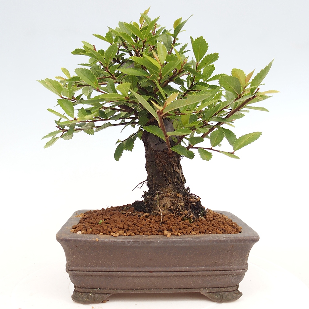 Bonsai für draußen - Zelkova - Zelkova NIRE