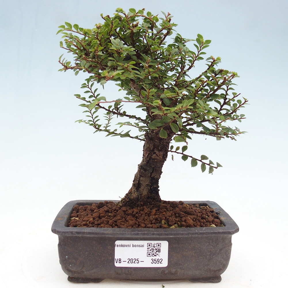 Bonsai für draußen - Ulmus parvifolia Hokkaido - Chinesische Ulme