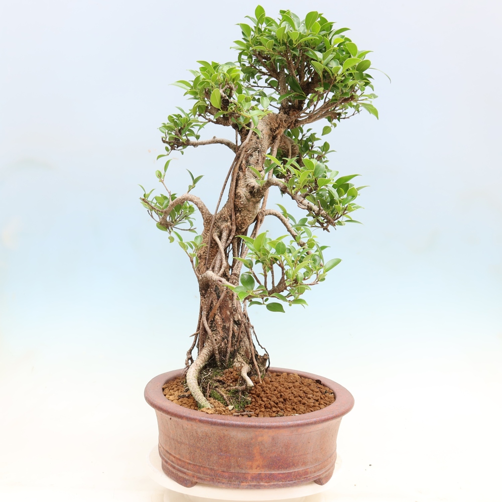 Zimmerbonsai - Ficus kimmen - Kleinblättriger Ficus