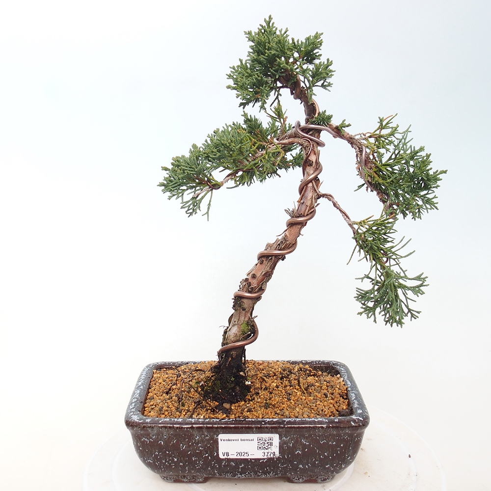 Bonsai für draußen - Juniperus chinensis Kishu