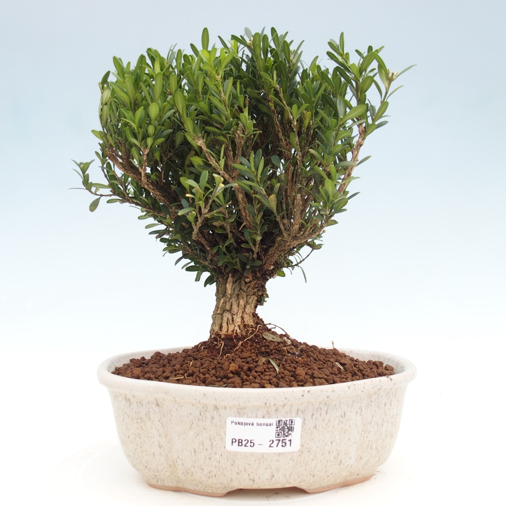 Zimmer Bonsai - Buxus harlandii - Korkbuxus