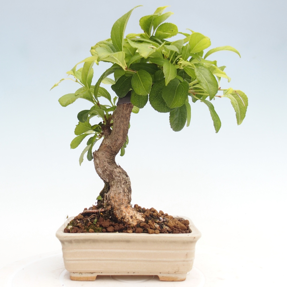 Bonsai für draußen - Celastrus orbiculatus