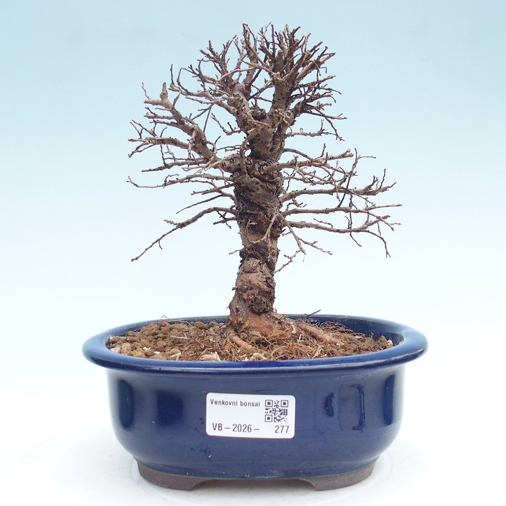 Bonsai für draußen - Zelkova - Zelkova NIRE