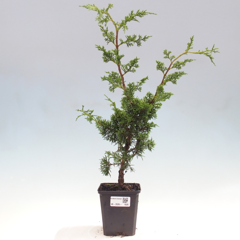 Bonsai für draußen - Juniperus chinensis Itoigawa