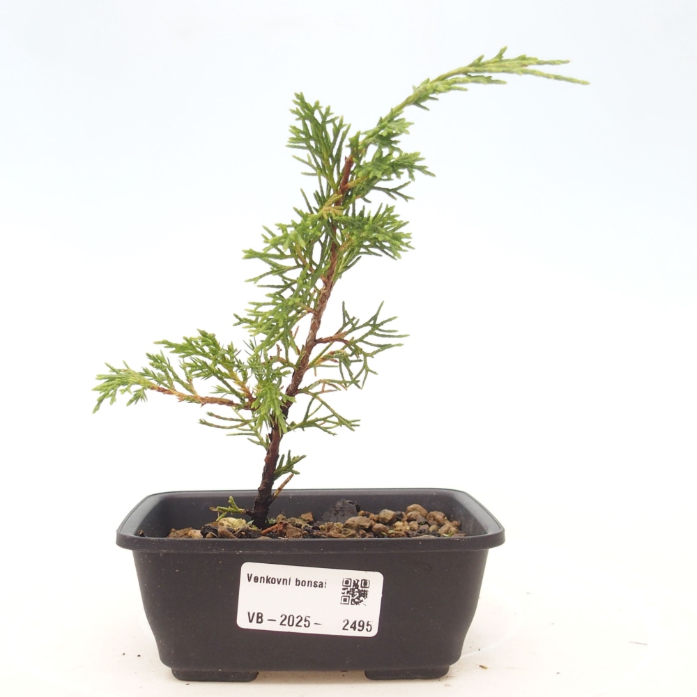 Bonsai für draußen - Juniperus chinensis Itoigawa