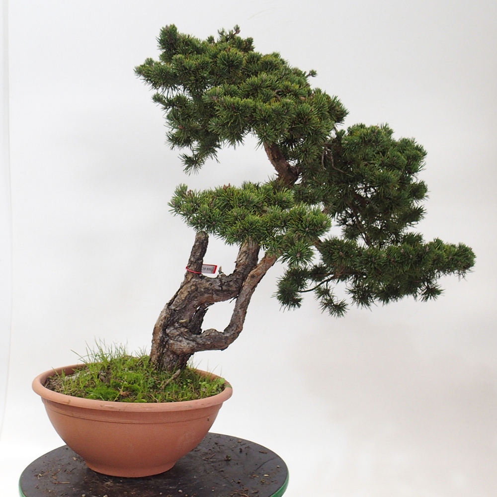 Yamadori - Pinus sylvestris Spanien