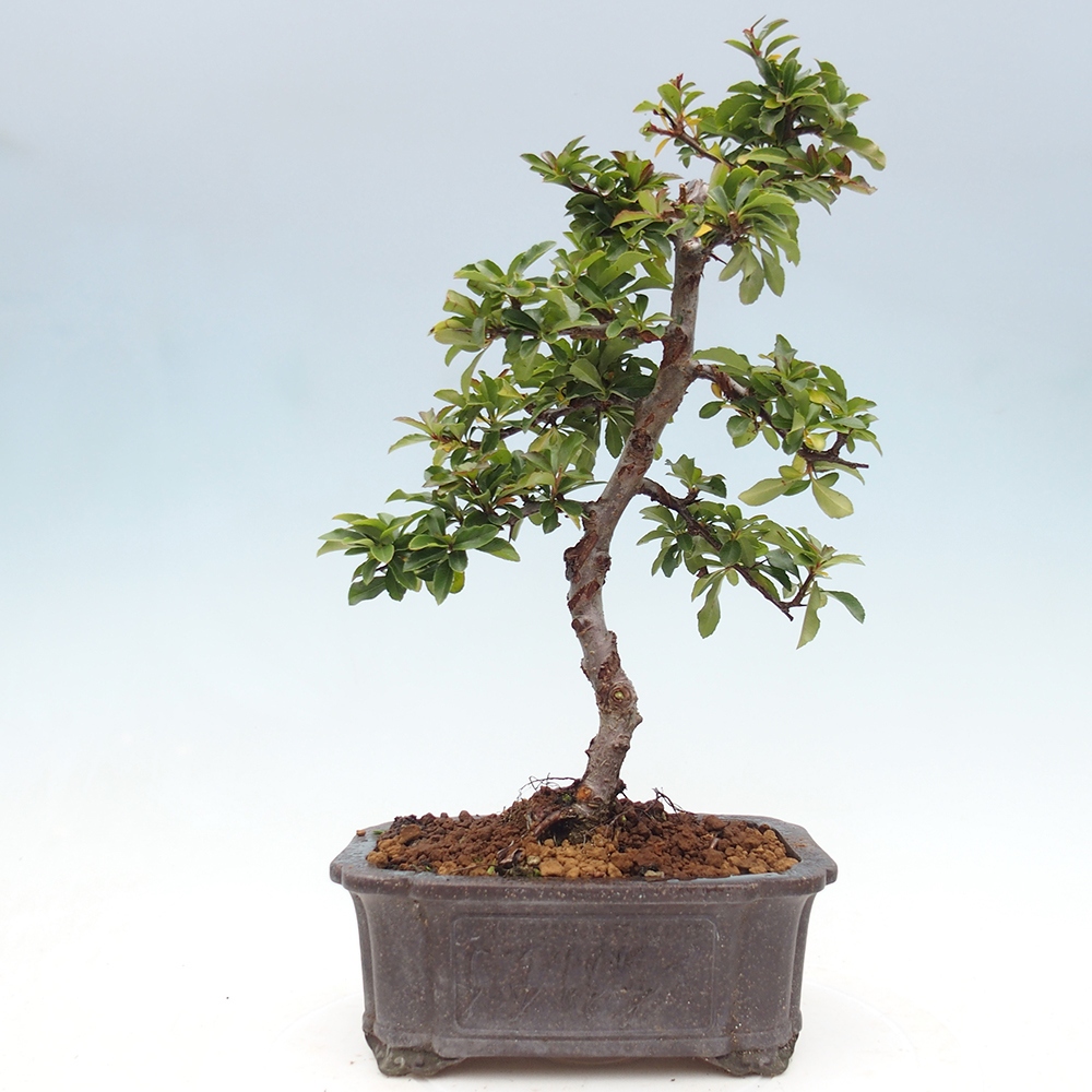 Freiland-Bonsai-Pyracantha Teton -Hlox