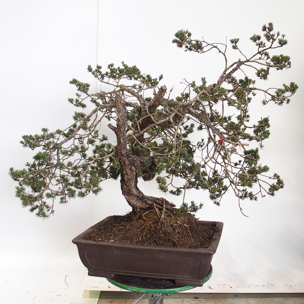 Yamadori - Pinus sylvestris Spanien