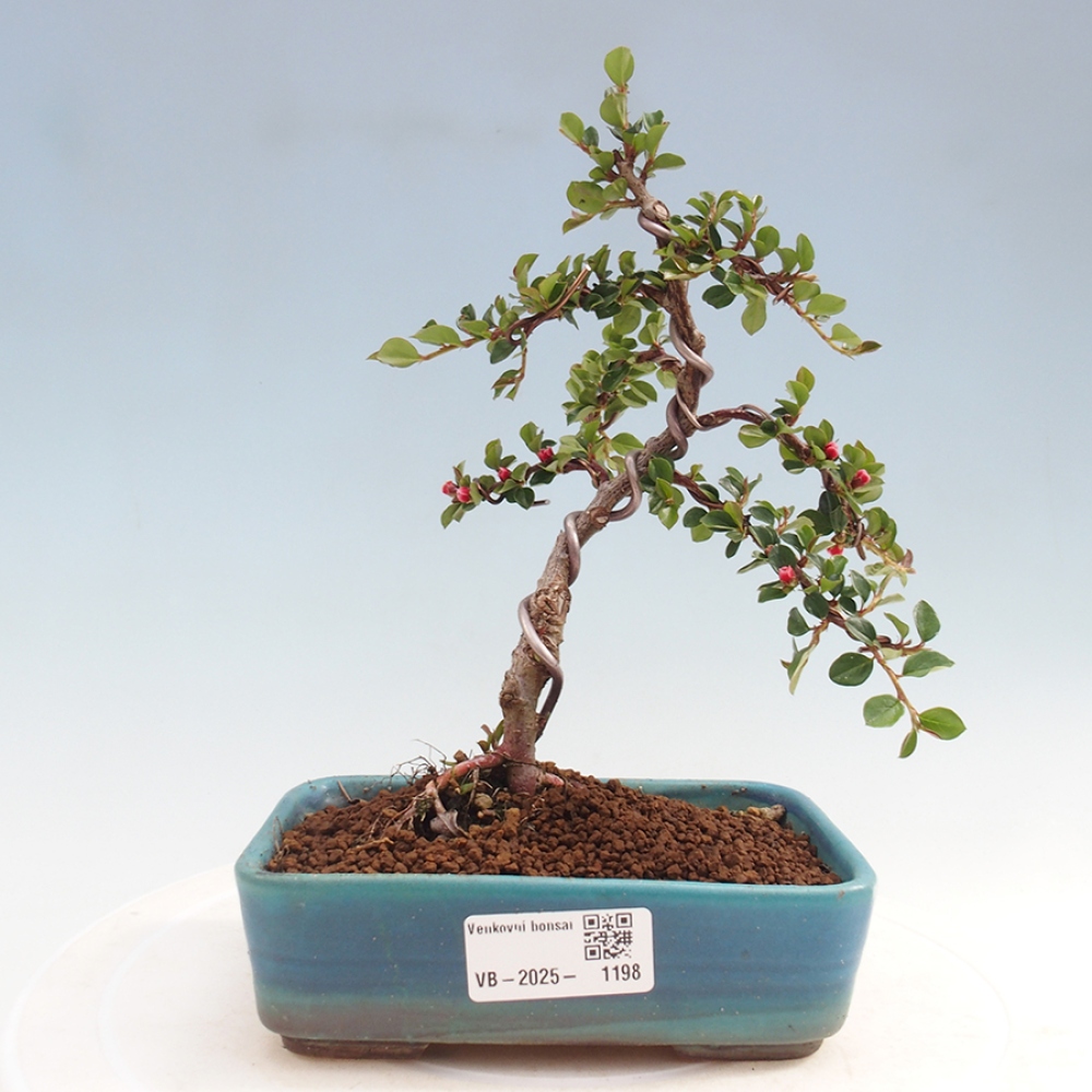 Freiland-Bonsai-Cotoneaster horizontalis - Rocky Mountain