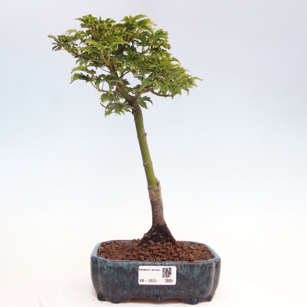 Bonsai für draußen -Javor-Palme Acer palmatum Shishigashira
