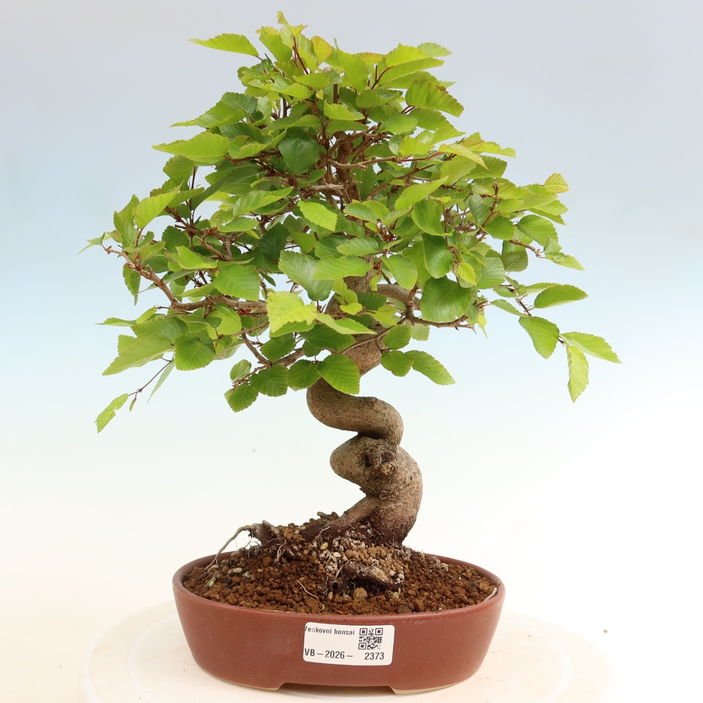 Bonsai für draußen - Karpinus Coreana - Koreanische Hainbuche