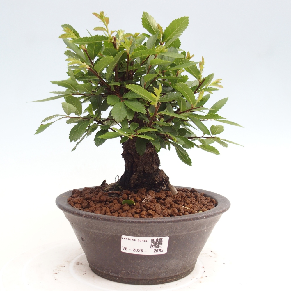 Bonsai für draußen - Zelkova - Zelkova NIRE