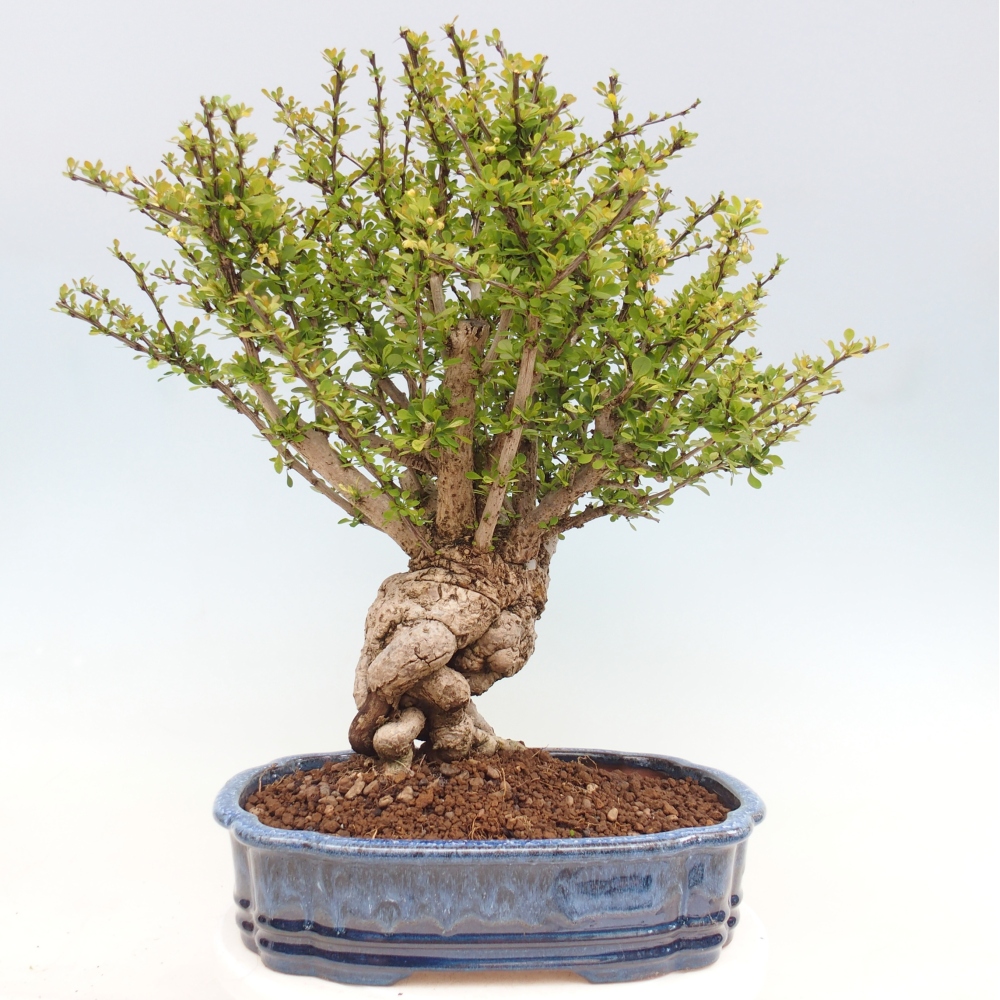 Bonsai für draußen - Berberis coreana