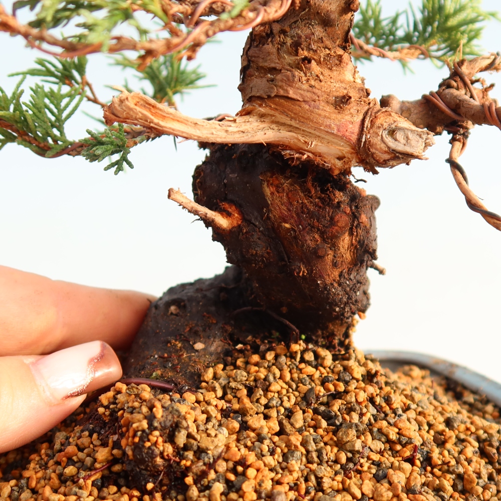Bonsai für draußen - Juniperus chinensis Itoigawa