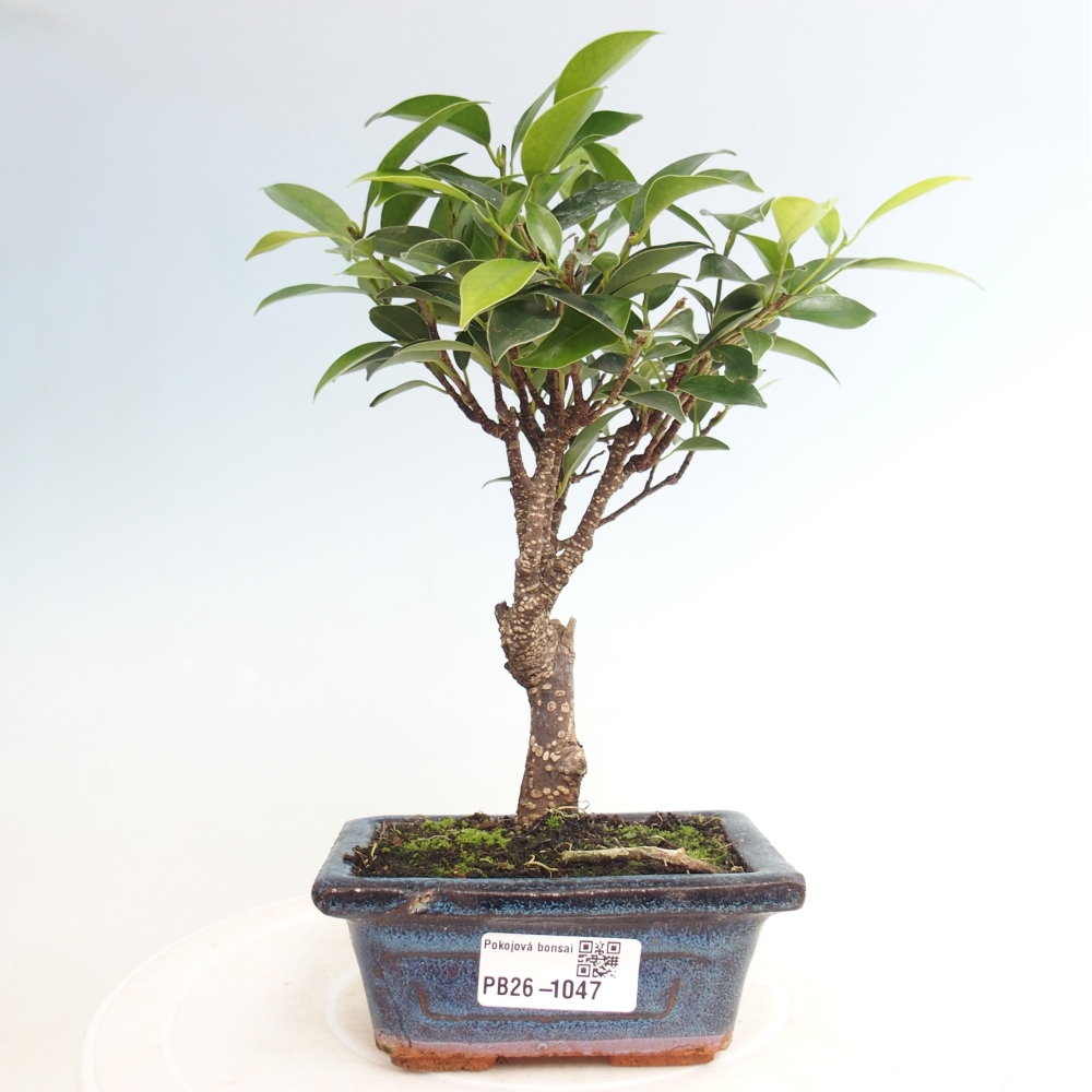 Zimmer Bonsai Ficus retusa kimmen