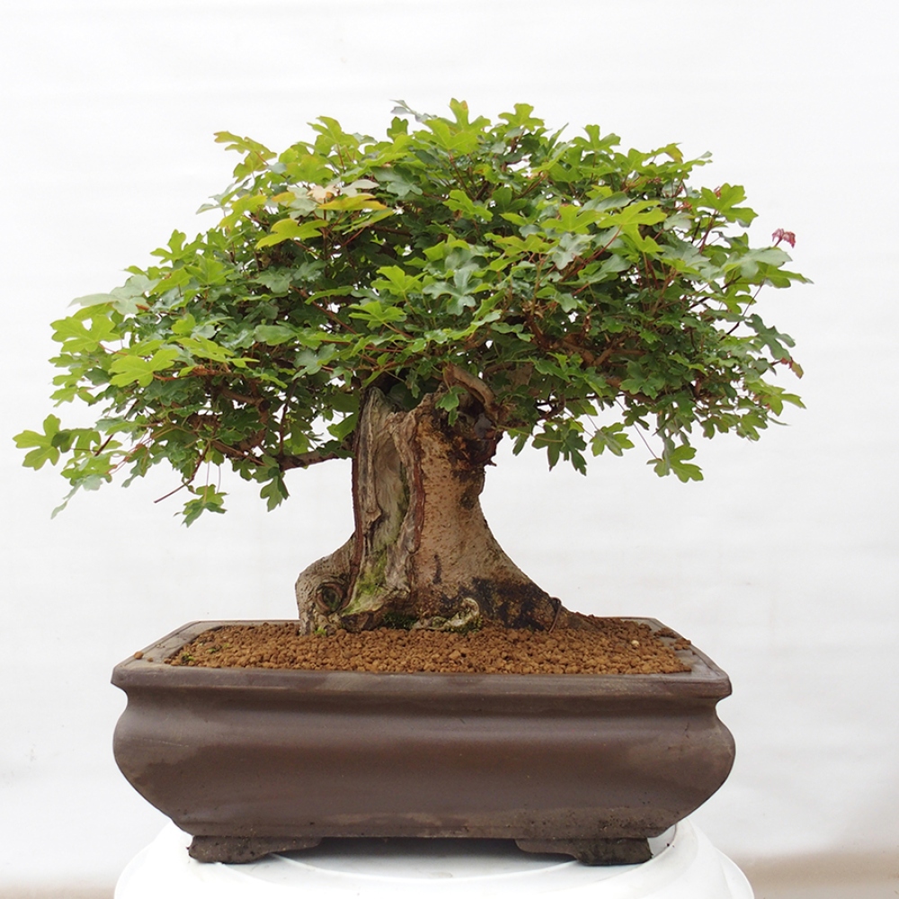 Bonsai für draußen - Französischer Ahorn - Acer Nonspessulanum