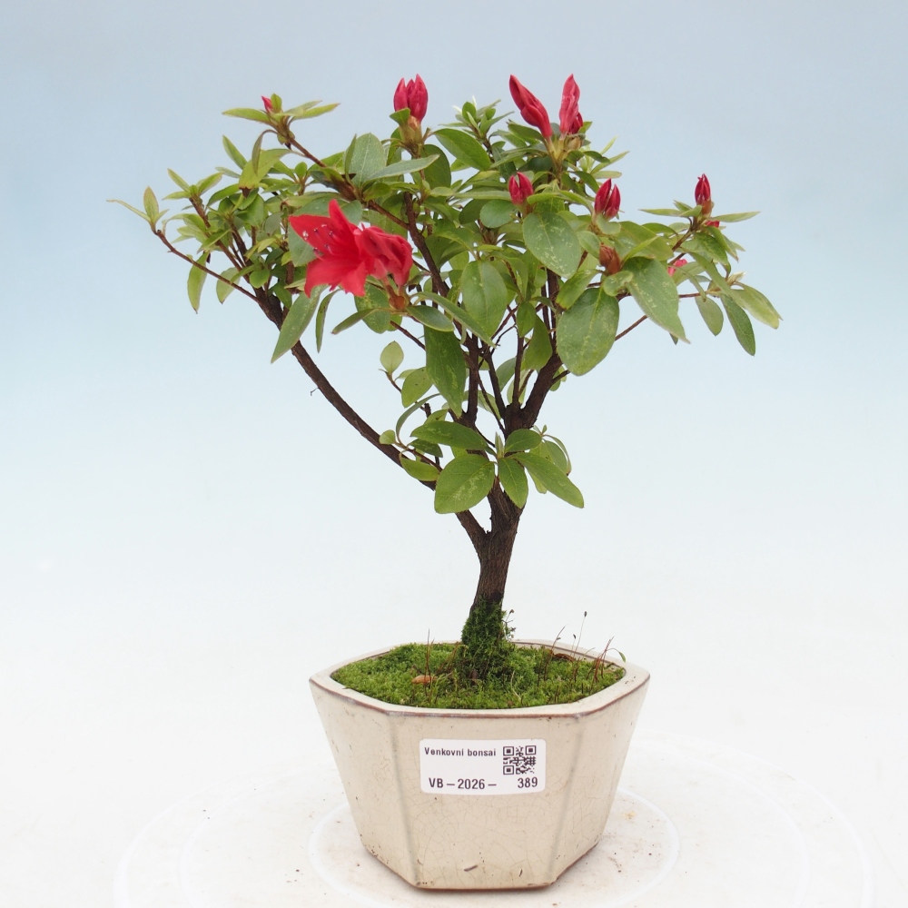 Bonsai für draußen - Japanische Azalee - Azalea sp.
