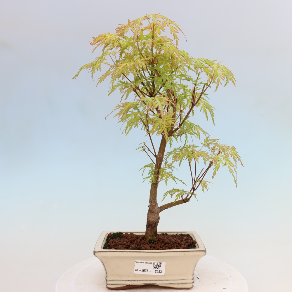 Bonsai für draußen - Acer palmatum Dissectum