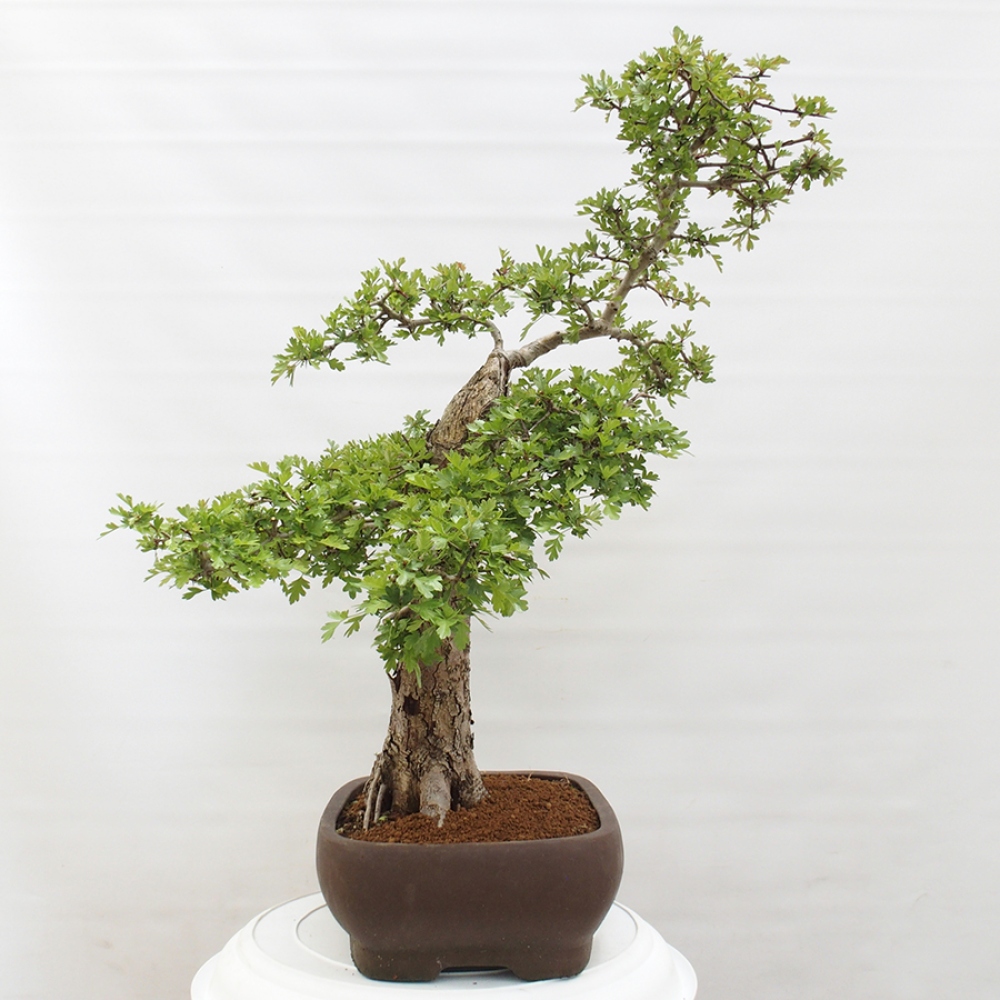 Bonsai für draußen - Weißdorn - Crataegus monogyna